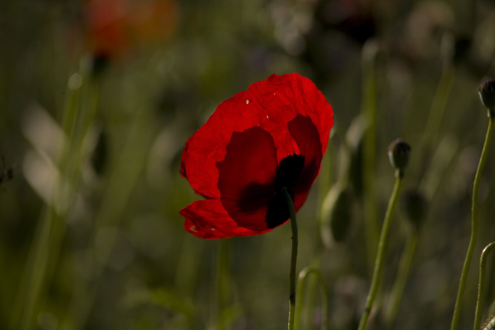 Canon EOS 5D sample photo. Papaver rhoeas, flower, poppy photography