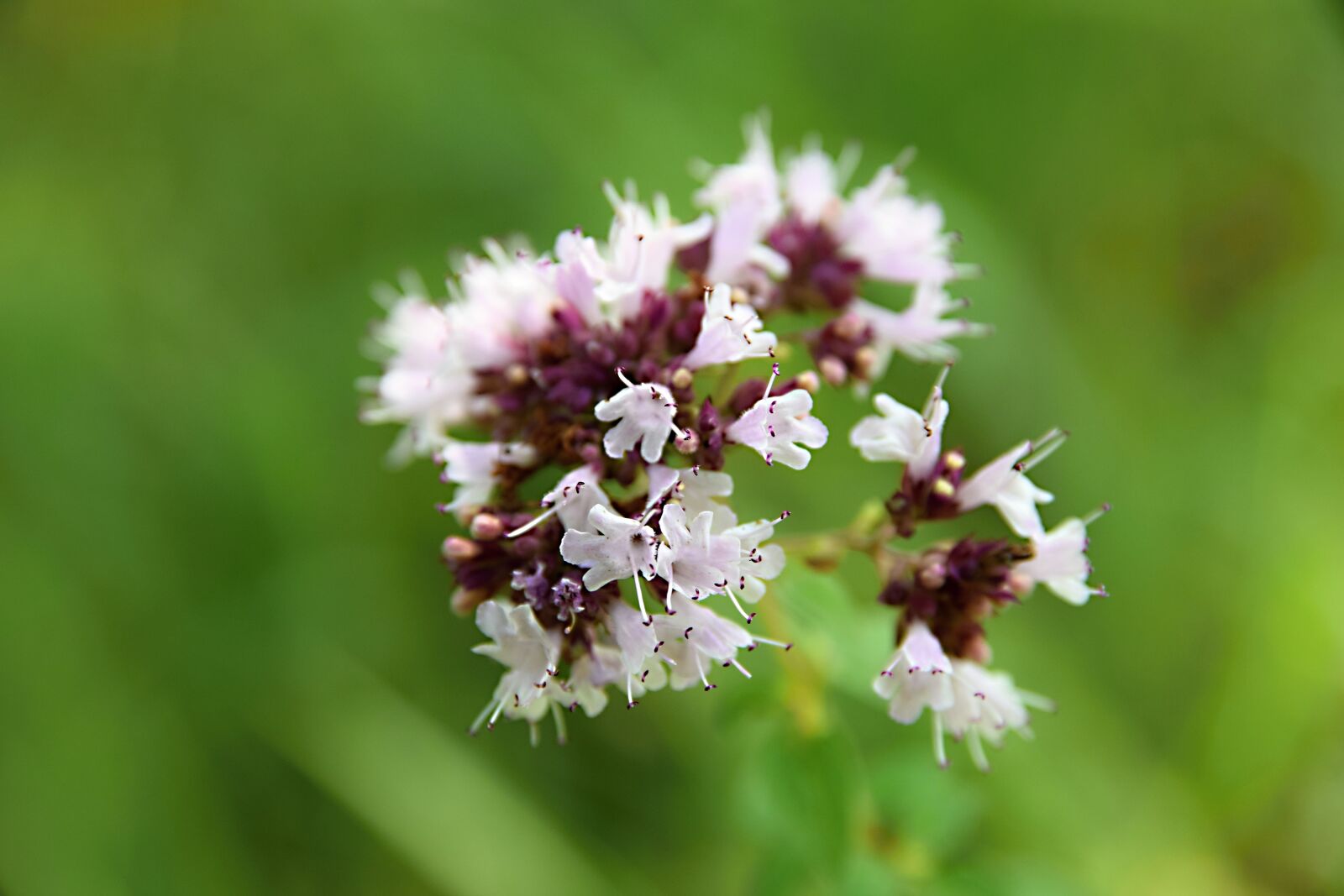 Nikon D5300 sample photo. Outdoors, summer, field bloom photography