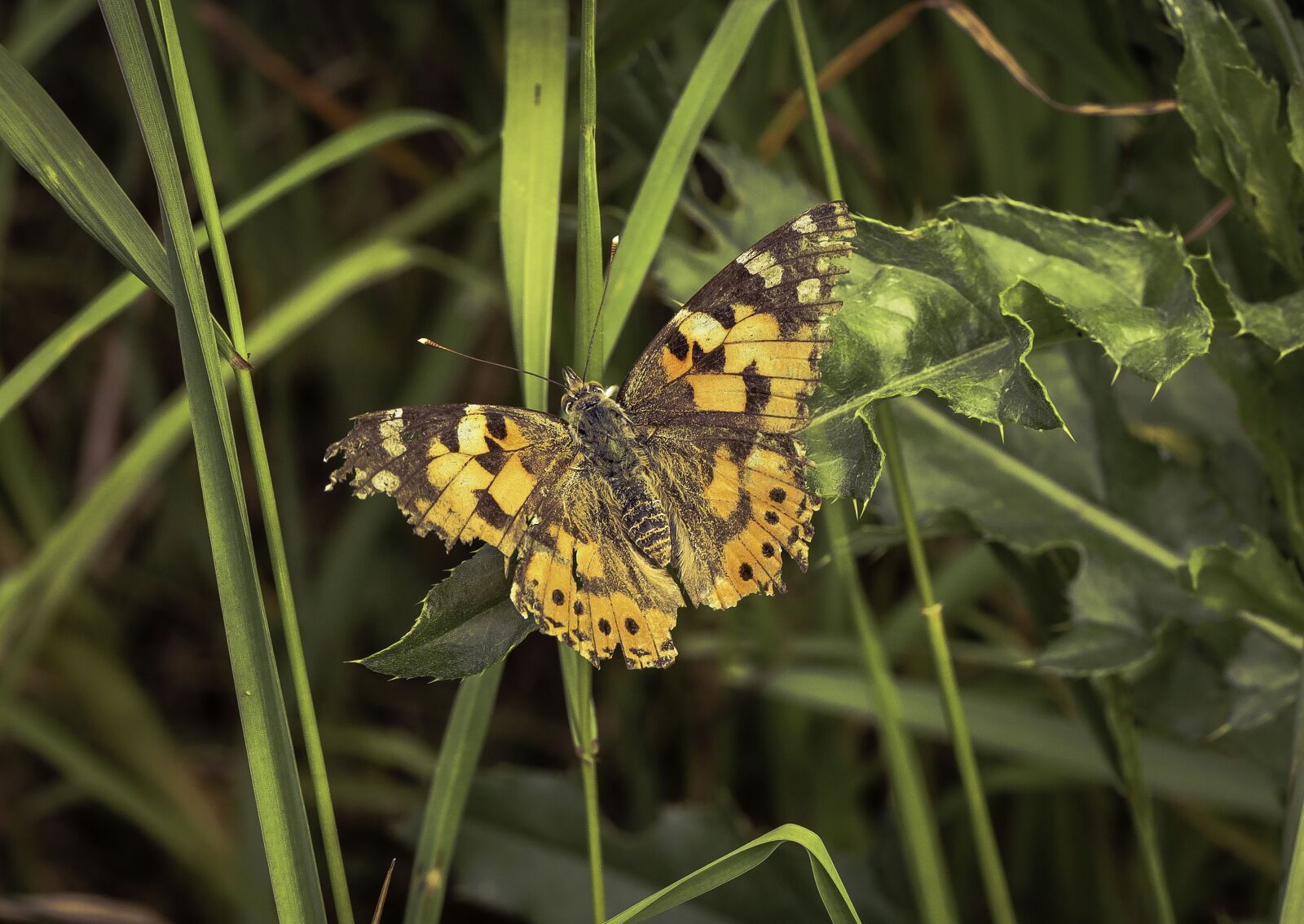 Canon EF 100mm F2.8L Macro IS USM sample photo. Butterfly, insect, nature photography
