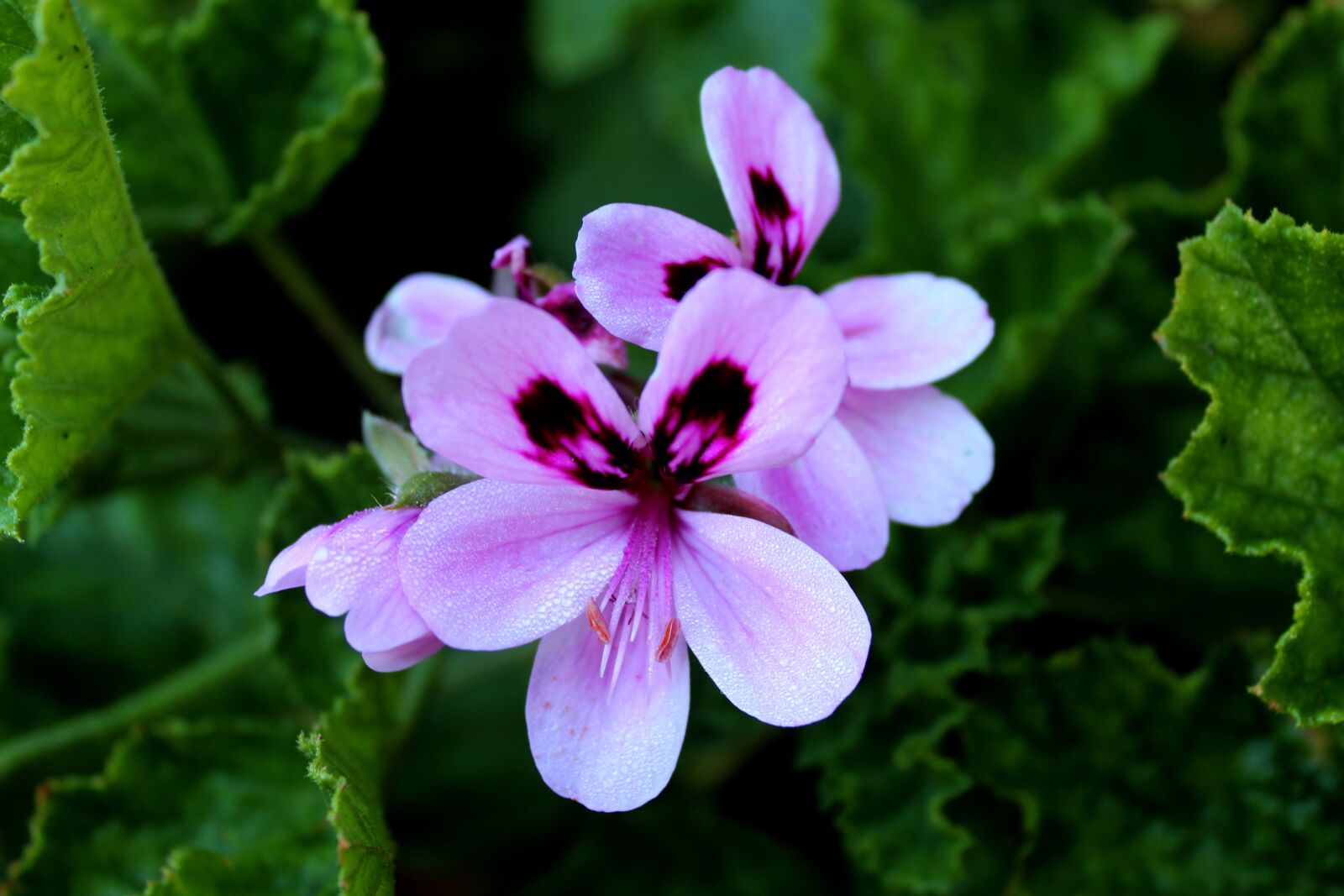 Canon EOS 1300D (EOS Rebel T6 / EOS Kiss X80) sample photo. Flower, lilac, pro photography