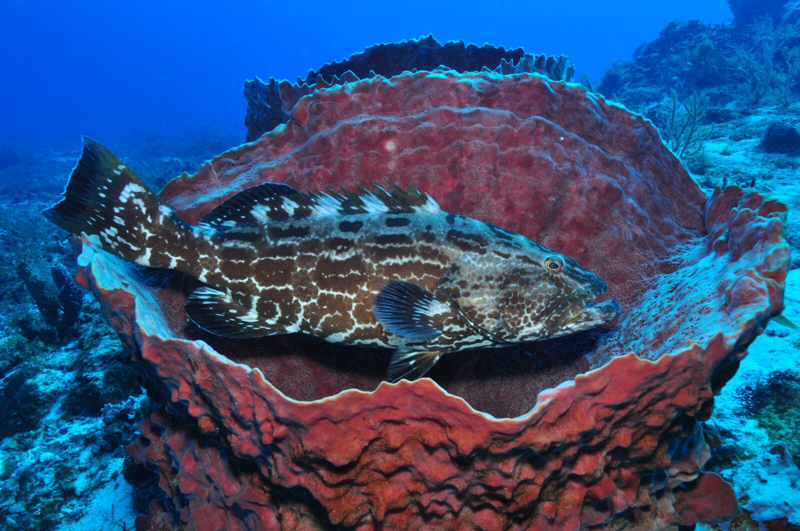Nikon D90 sample photo. Underwater, fish, sea photography