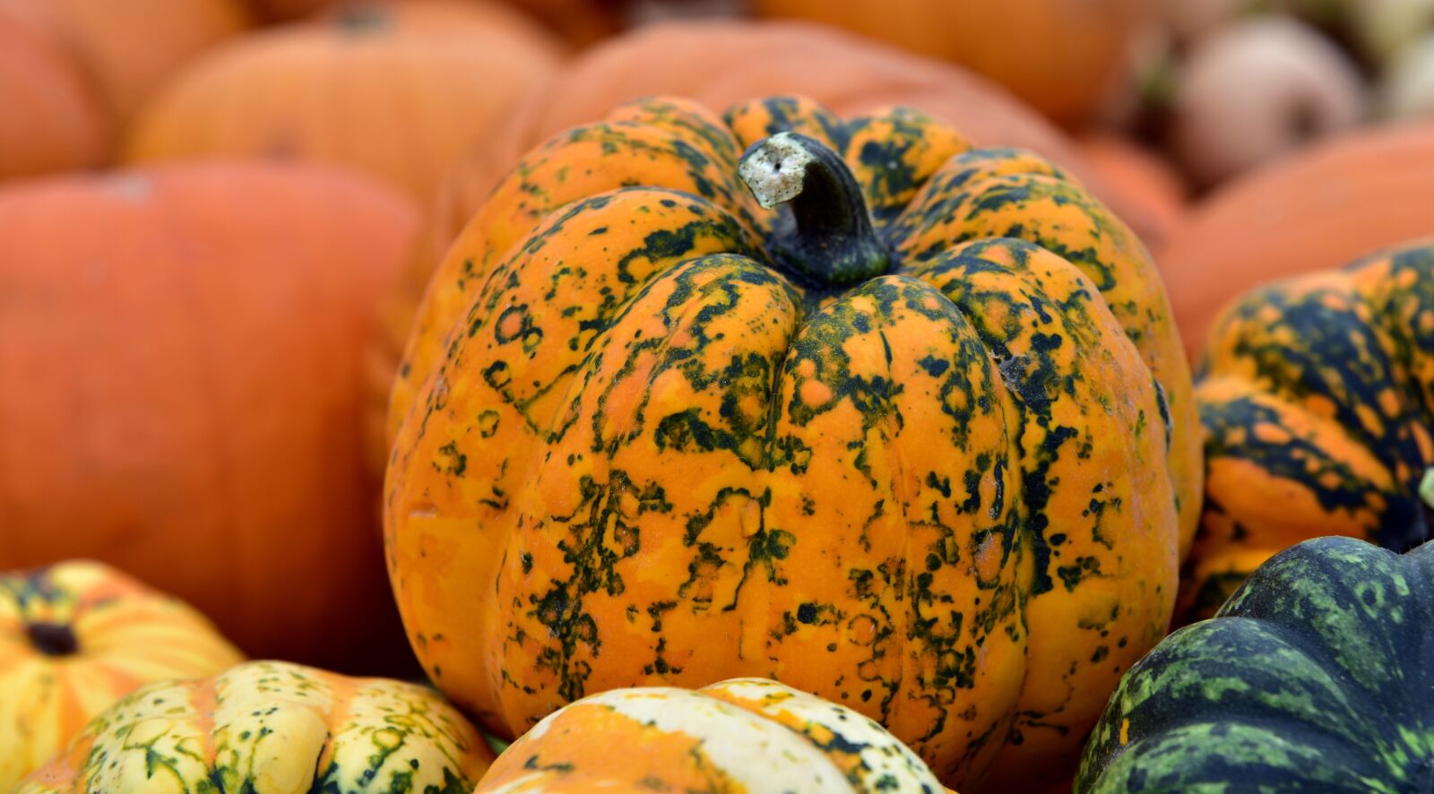 Nikon D750 sample photo. Microwave pumpkin, butter cream photography