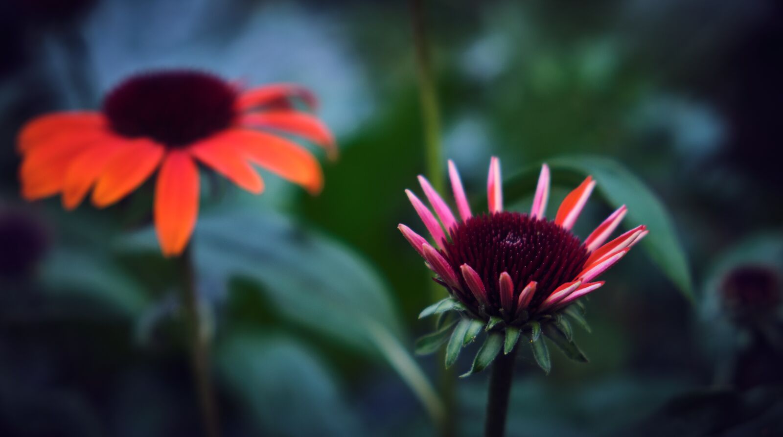 Fujifilm XF 18-55mm F2.8-4 R LM OIS sample photo. Echinacea, coneflower, blossom photography