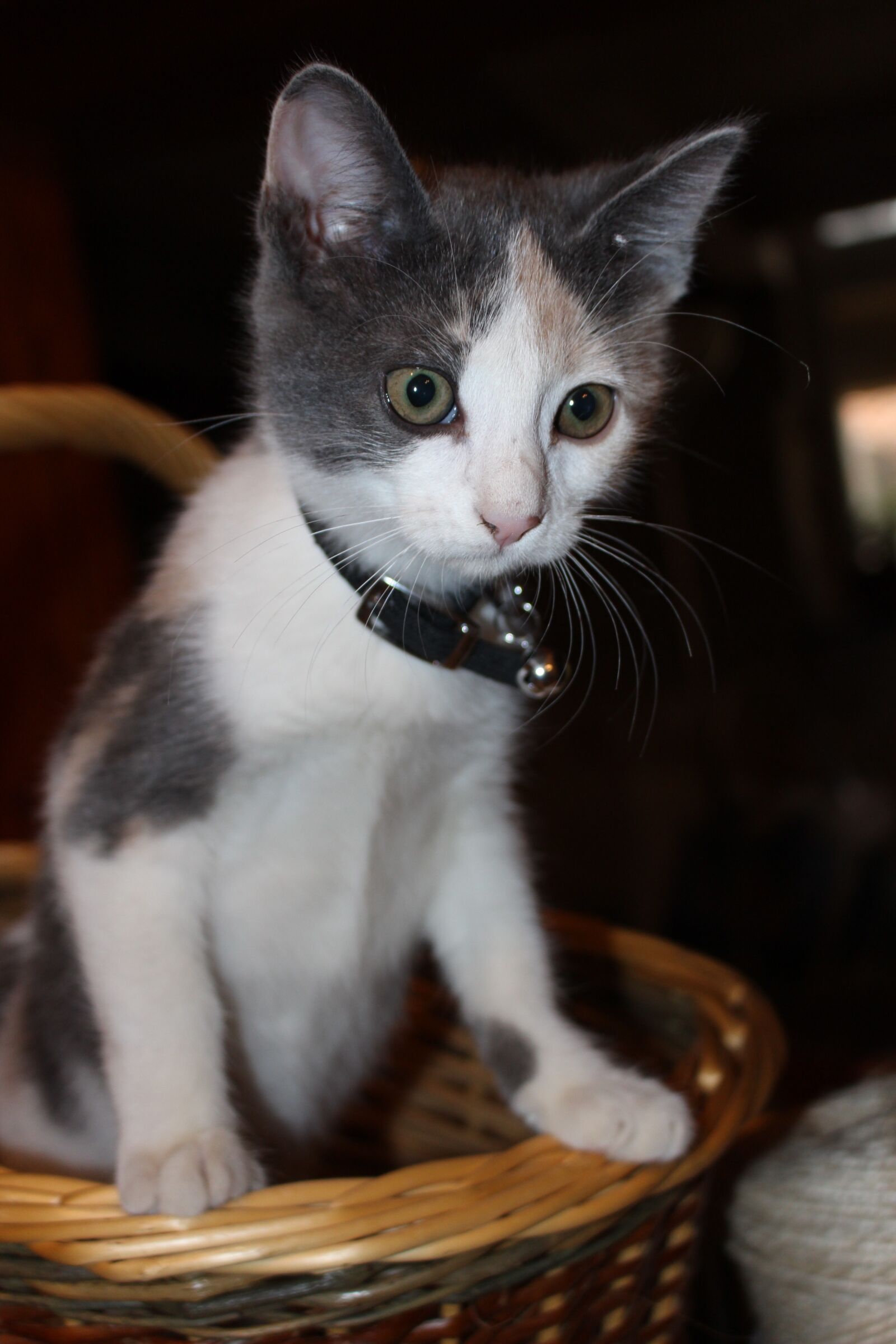Canon EOS 700D (EOS Rebel T5i / EOS Kiss X7i) sample photo. Kitten, cat, feline photography