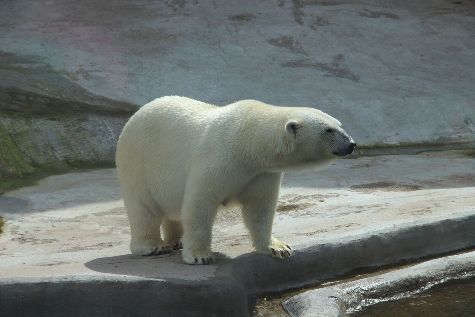 Canon EF-S 18-135mm F3.5-5.6 IS sample photo. Bear, white bear, zoo photography