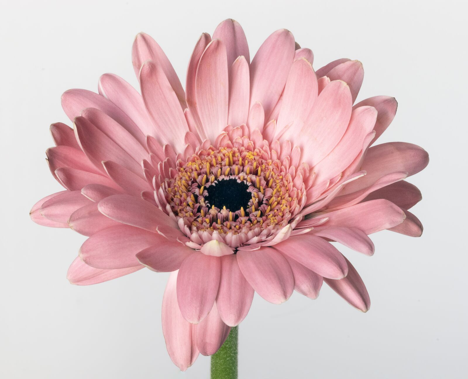 Canon EF 100mm F2.8L Macro IS USM sample photo. Gerbera, flower, bloom photography