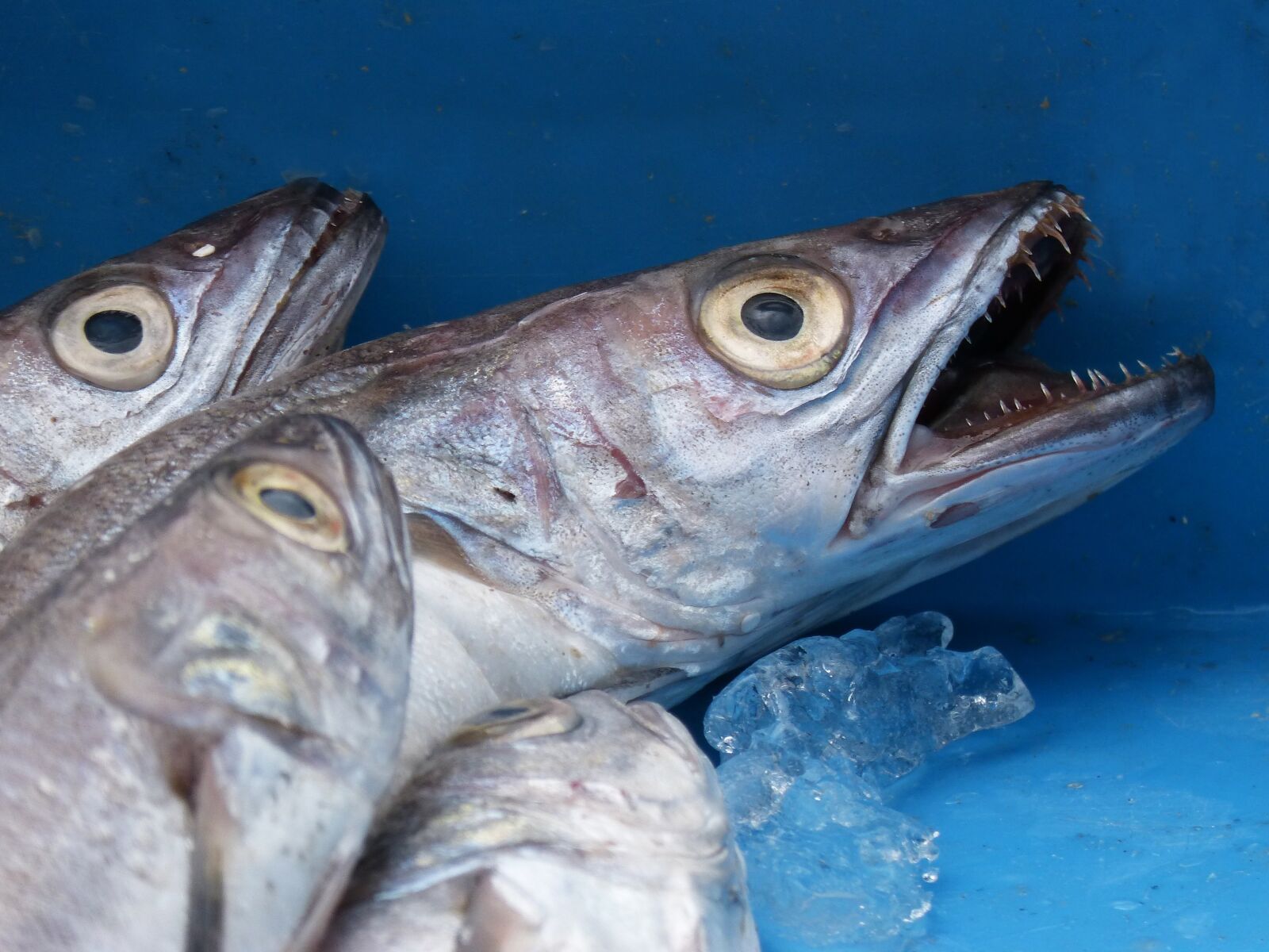 Panasonic DMC-FZ62 sample photo. Fish, whiting, food photography