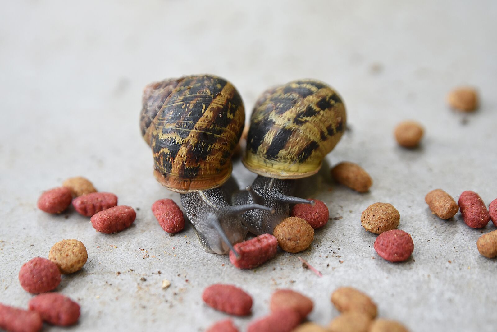 Nikon D750 sample photo. Nature, little, animal photography