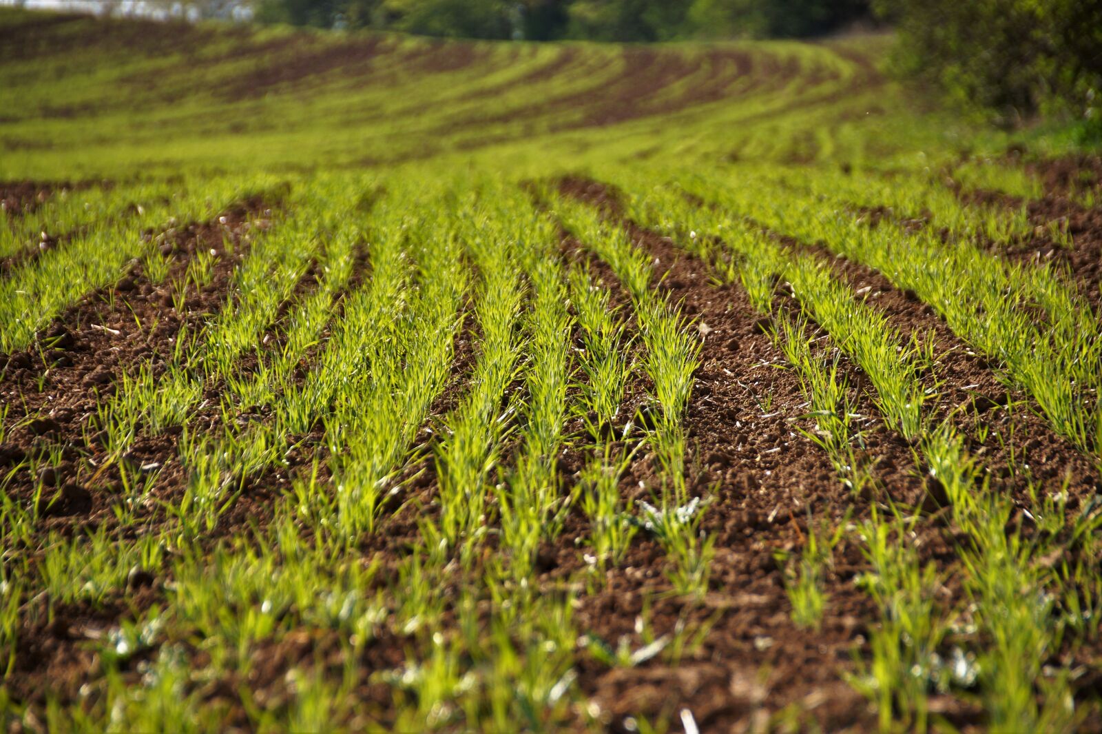 Sony SLT-A58 sample photo. Field, osení, grain photography