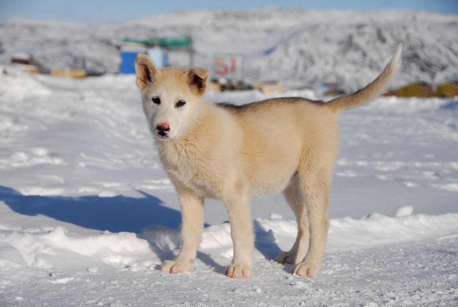 Nikon D200 sample photo. Greenland dog, dog, greenland photography