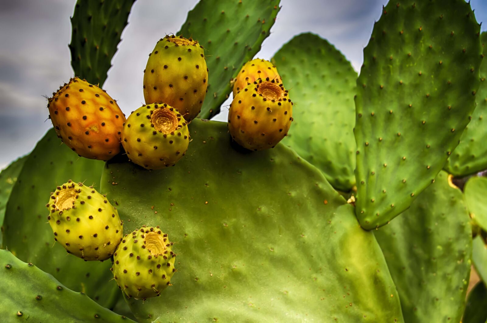 Nikon D3200 sample photo. Prickly pears, prickly pear photography