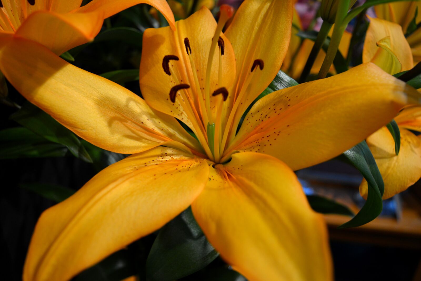 Nikon D5200 sample photo. Lily, orange, orange flower photography