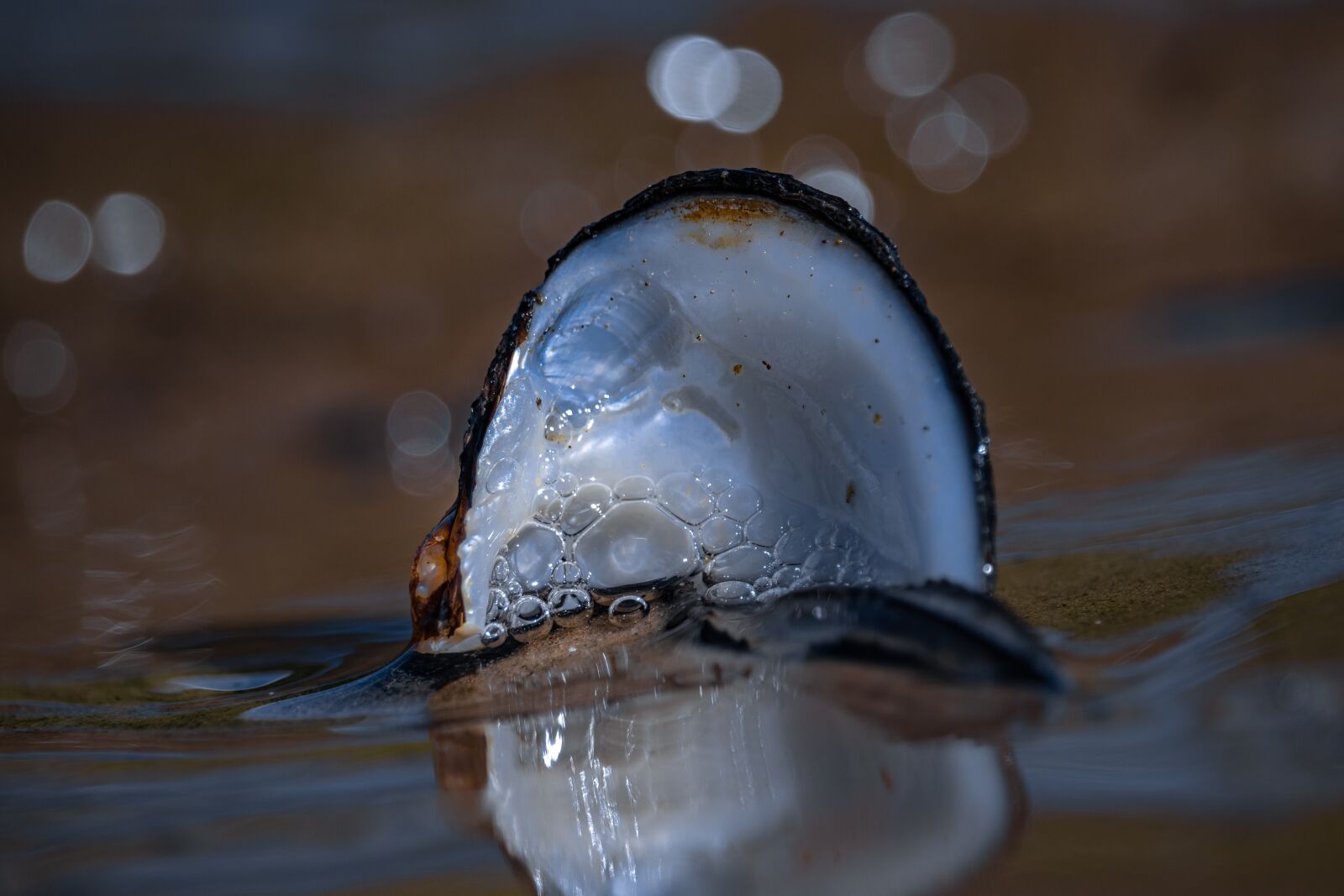 Canon EOS 77D (EOS 9000D / EOS 770D) sample photo. Macro, water, nature photography