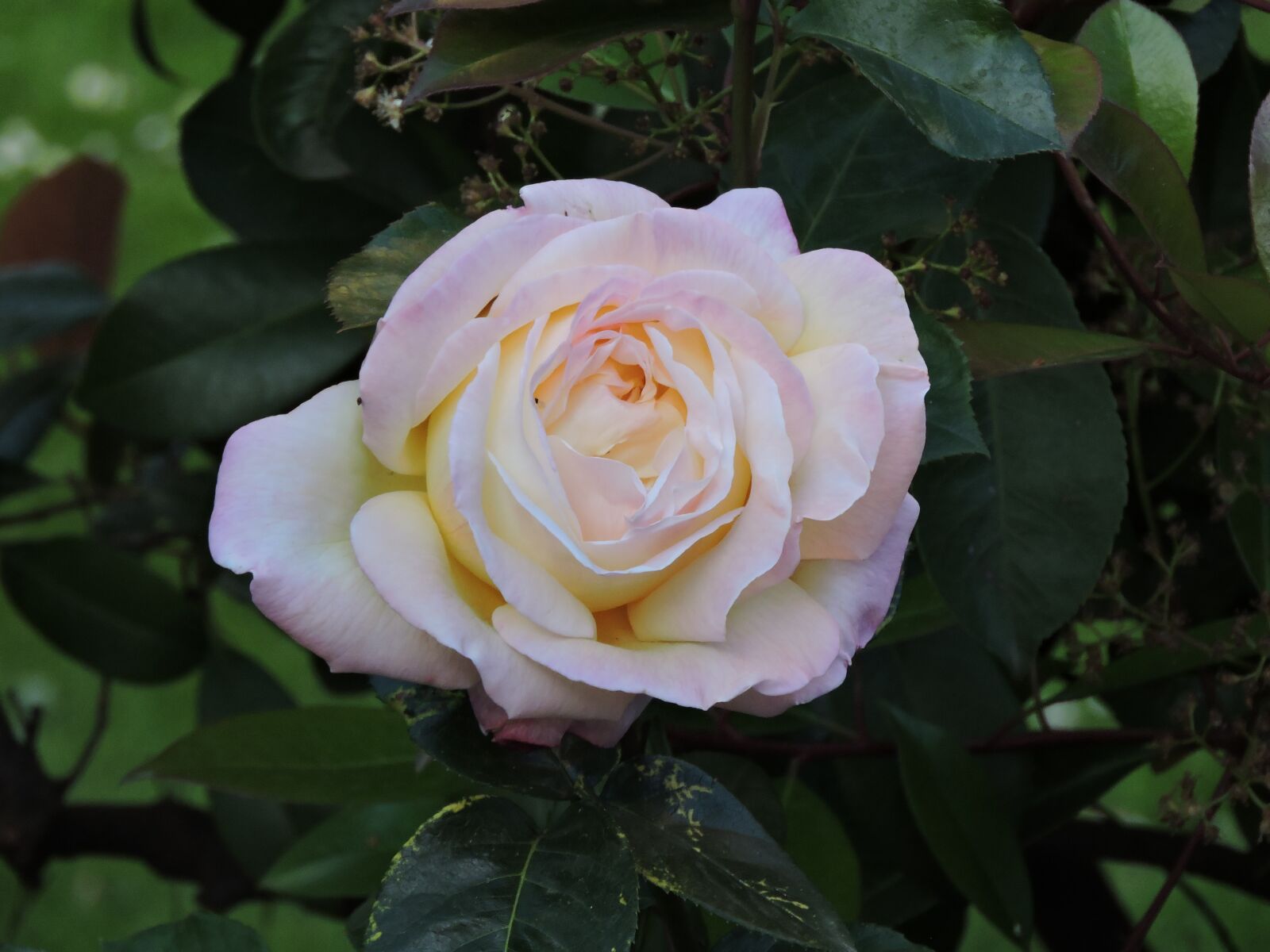 Nikon Coolpix P600 sample photo. Rosa, plant, beauty photography