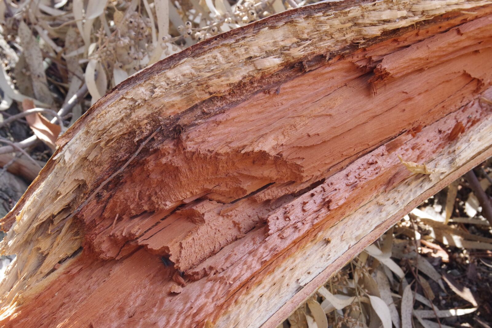 Pentax K-70 sample photo. Eucalyptus, wood, detail photography