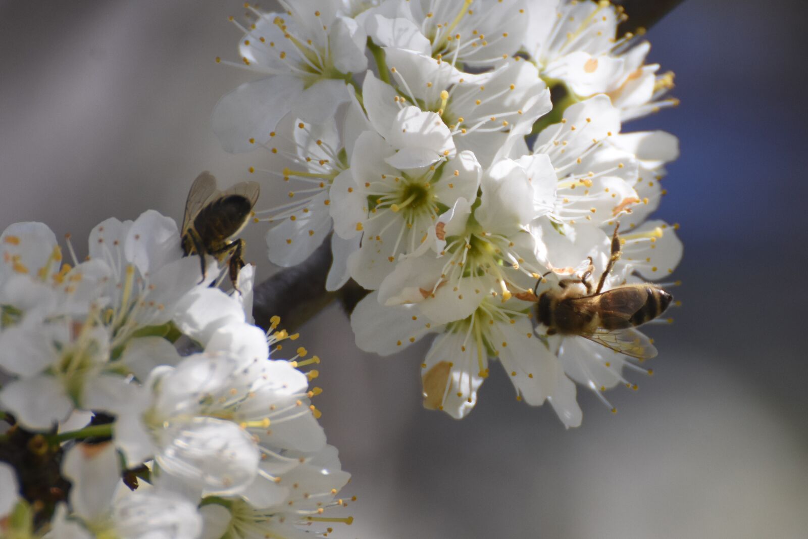 Nikon D7200 sample photo. Bees, flowers, white photography
