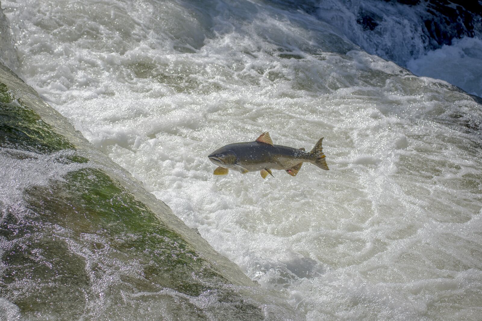 Nikon D810 sample photo. Salmon, fish, waterfall photography