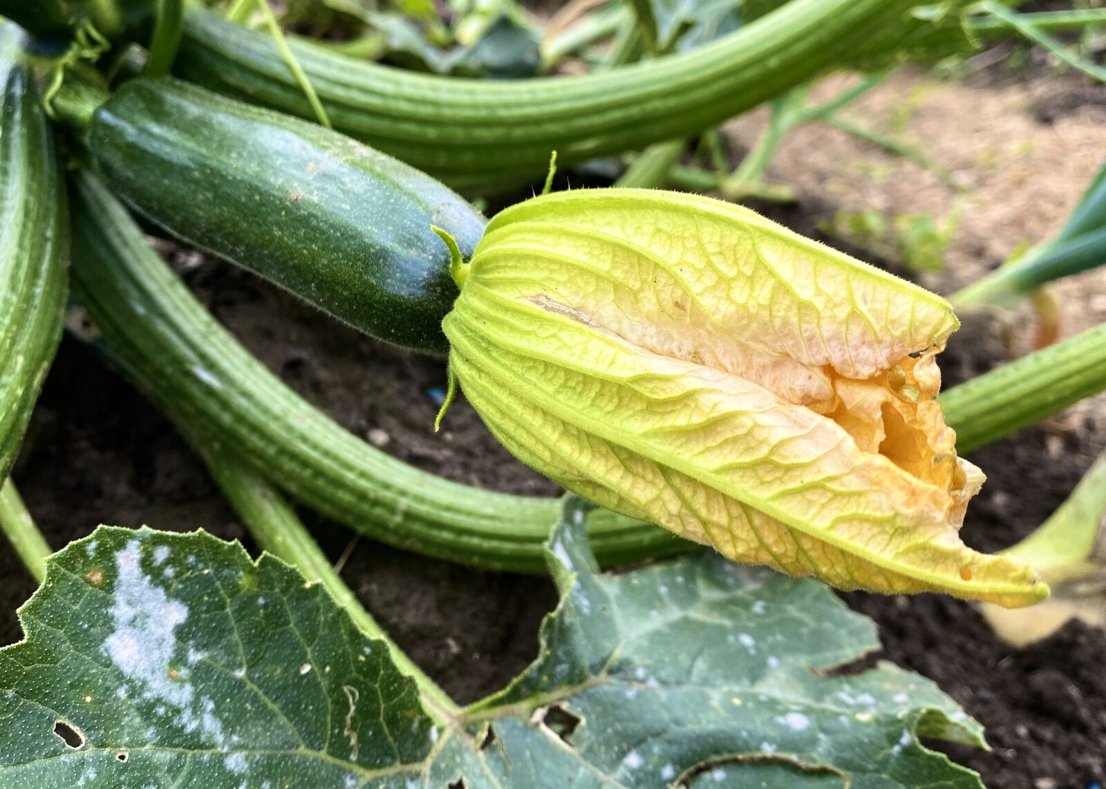Apple iPhone 11 Pro Max sample photo. Zucchini, vegetables, harvest photography