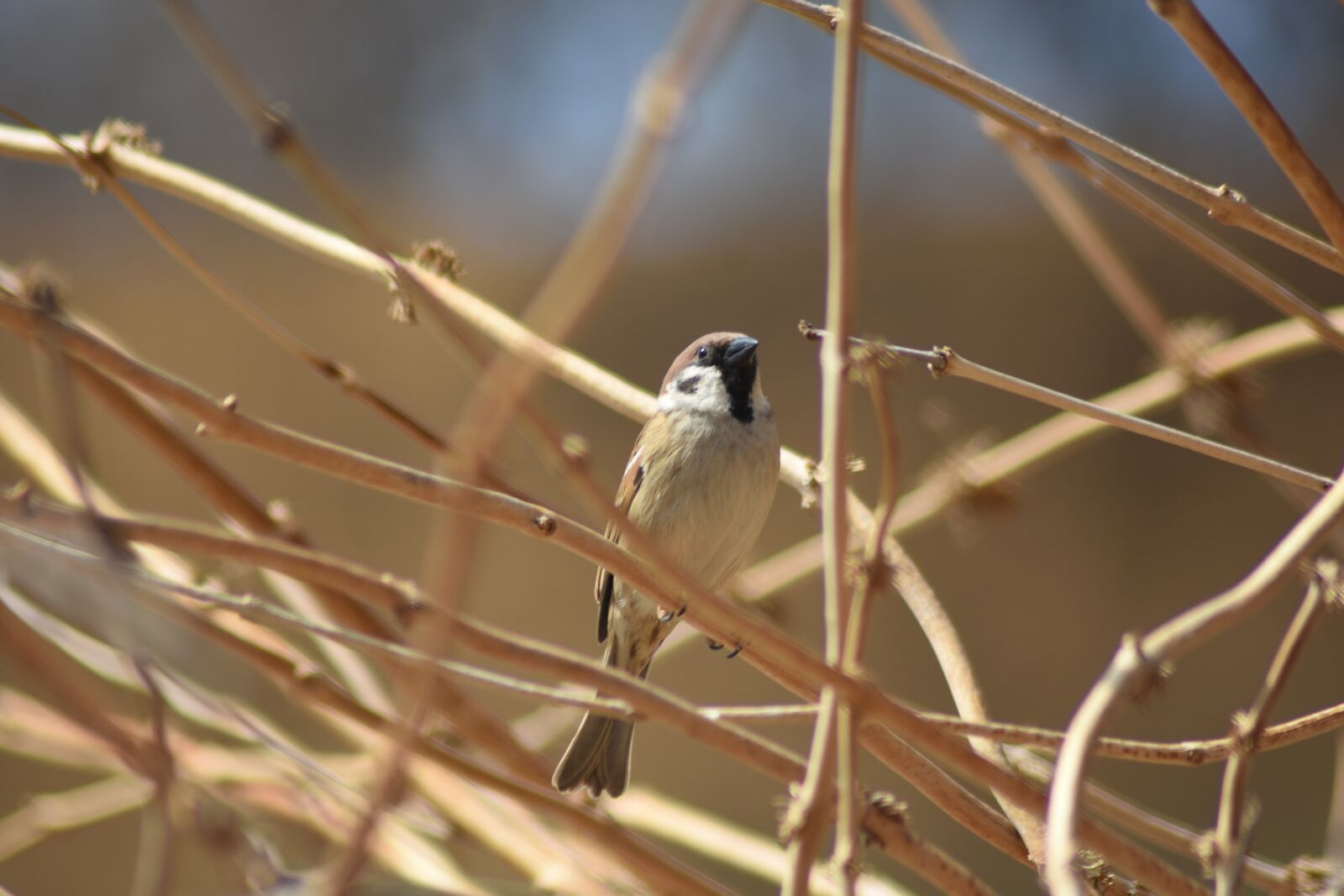 Nikon D7200 sample photo. Sparrow, birds, brown photography