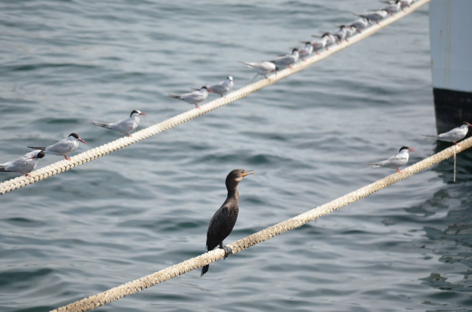 Nikon D5100 sample photo. Sea, bird, boat photography