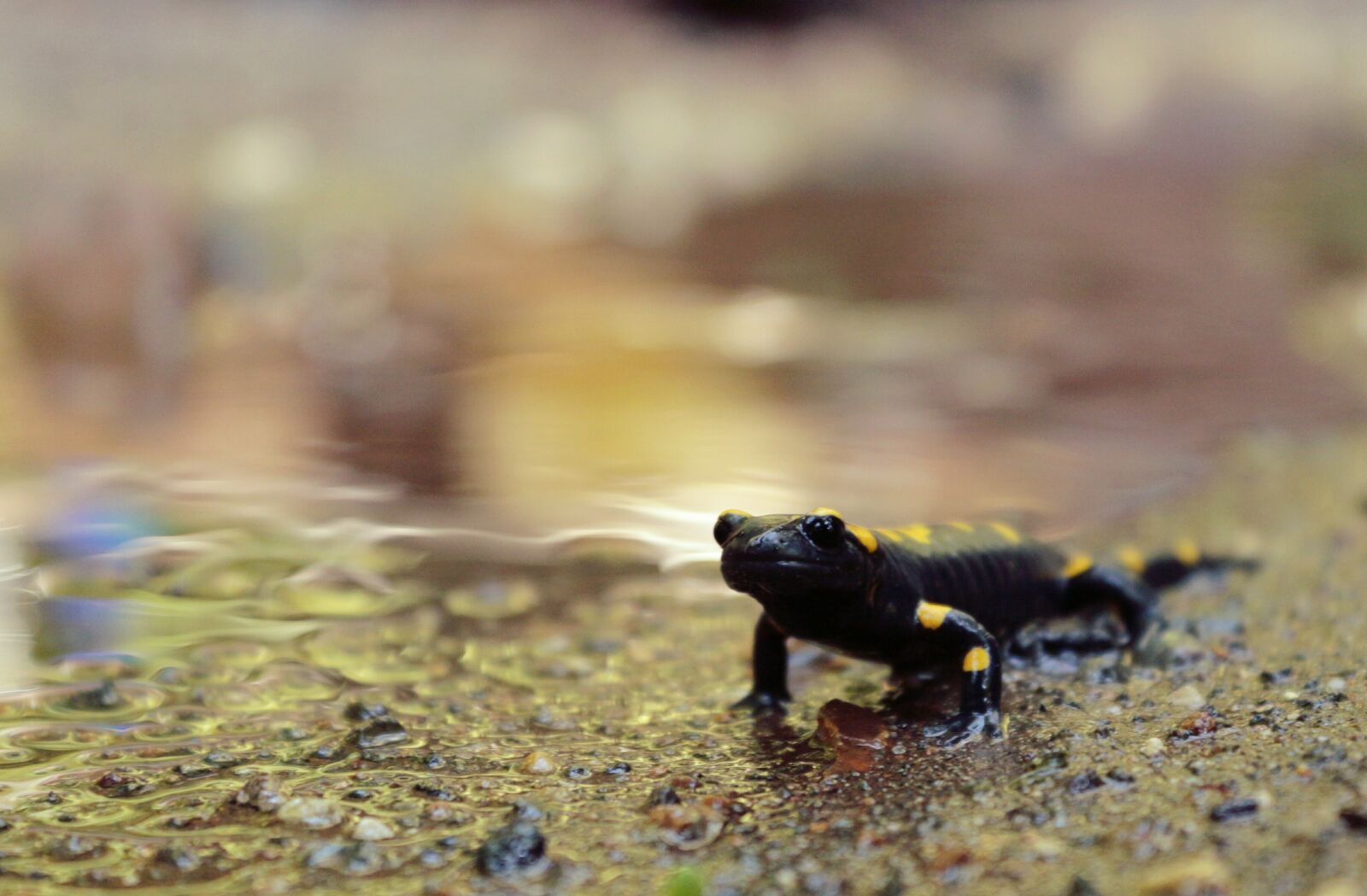 Canon EOS 650D (EOS Rebel T4i / EOS Kiss X6i) sample photo. Salamander, ali, anatolia photography