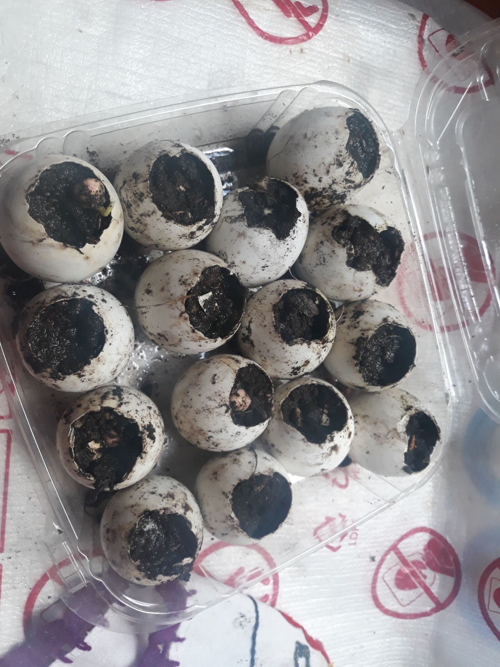 Samsung Galaxy J7 Pro sample photo. Eggs, plants, seed photography