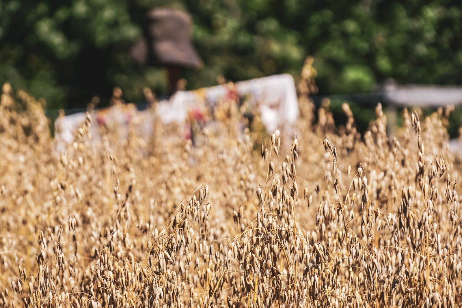 Sony DT 18-135mm F3.5-5.6 SAM sample photo. Oats, grain, cereals photography