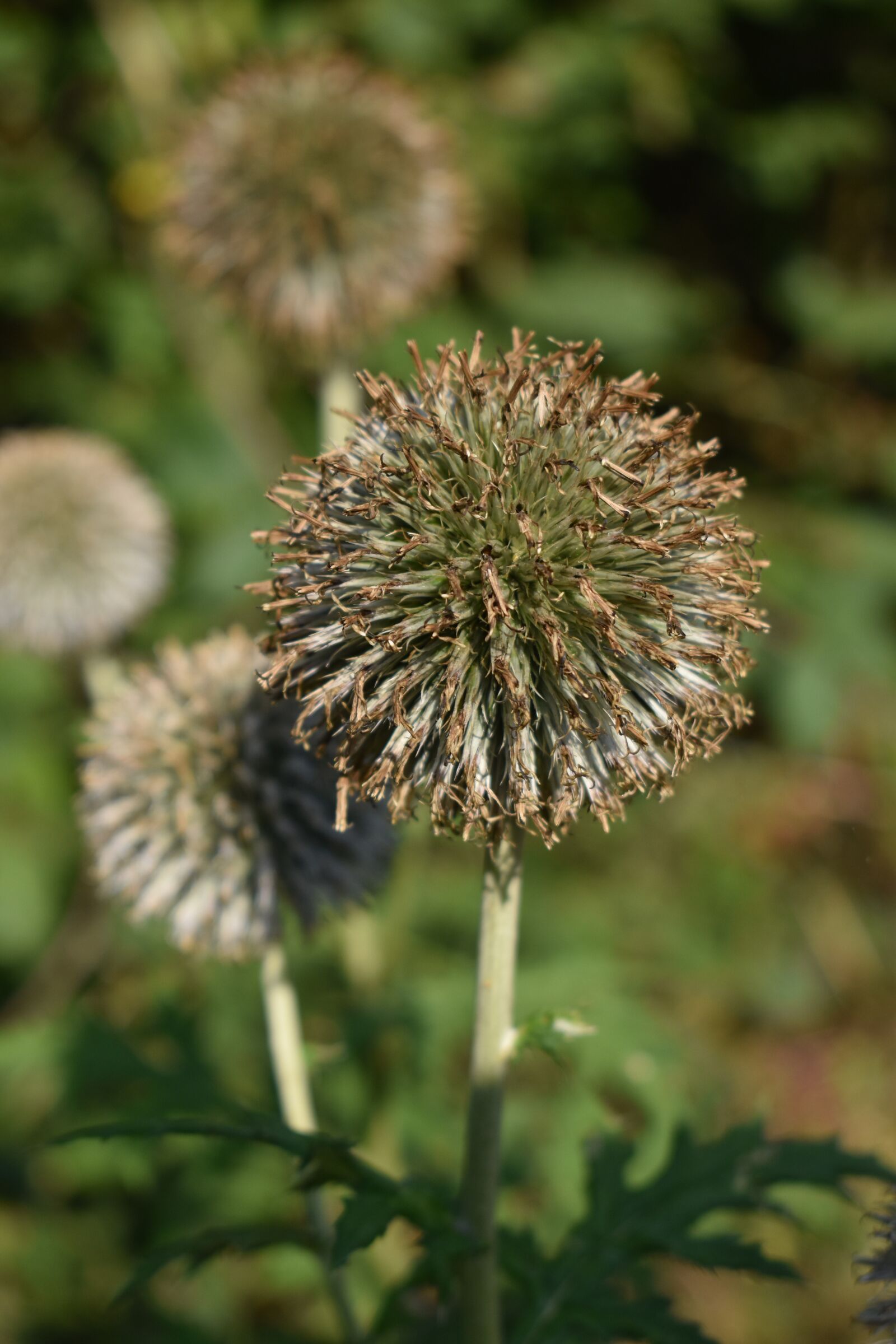 Nikon D3500 sample photo. Plant, flower, blossom photography