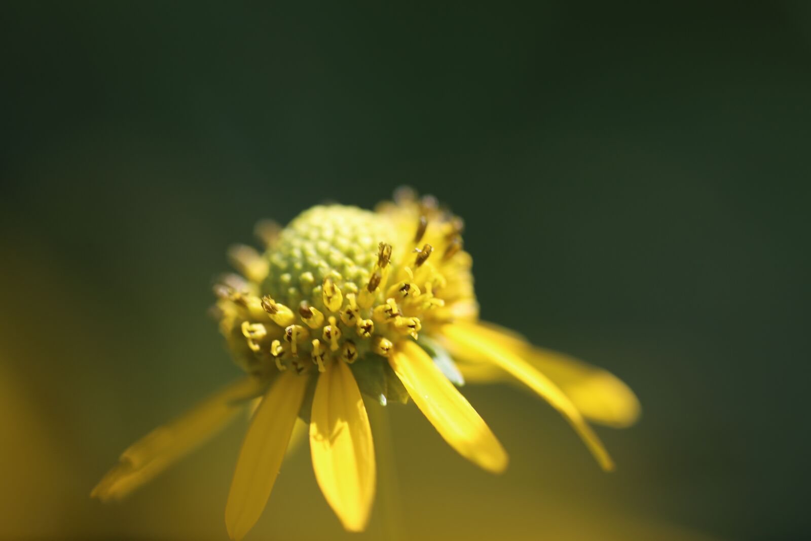 Canon EF 180mm F3.5L Macro USM sample photo. Flower, nature, flora photography