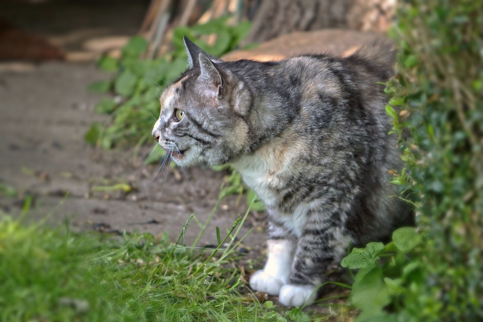 Nikon D5600 sample photo. Cat, colorful, animal photography