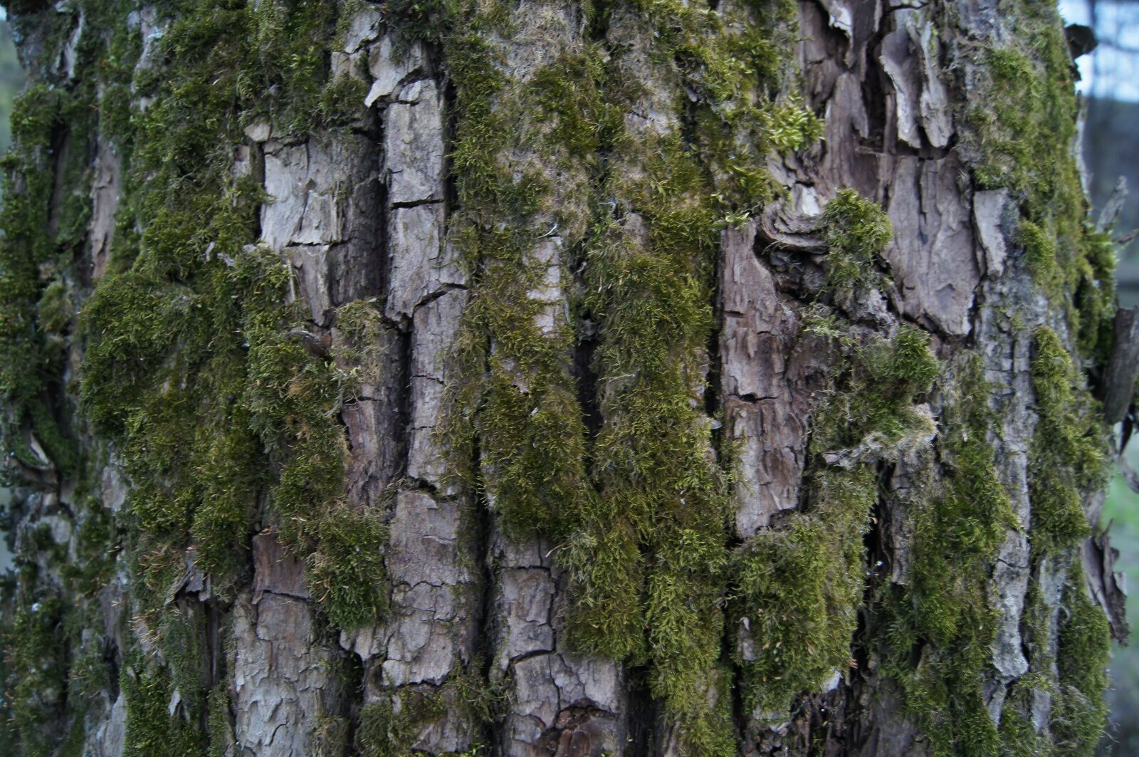 Sony Alpha DSLR-A580 sample photo. Moss, tree, bark photography