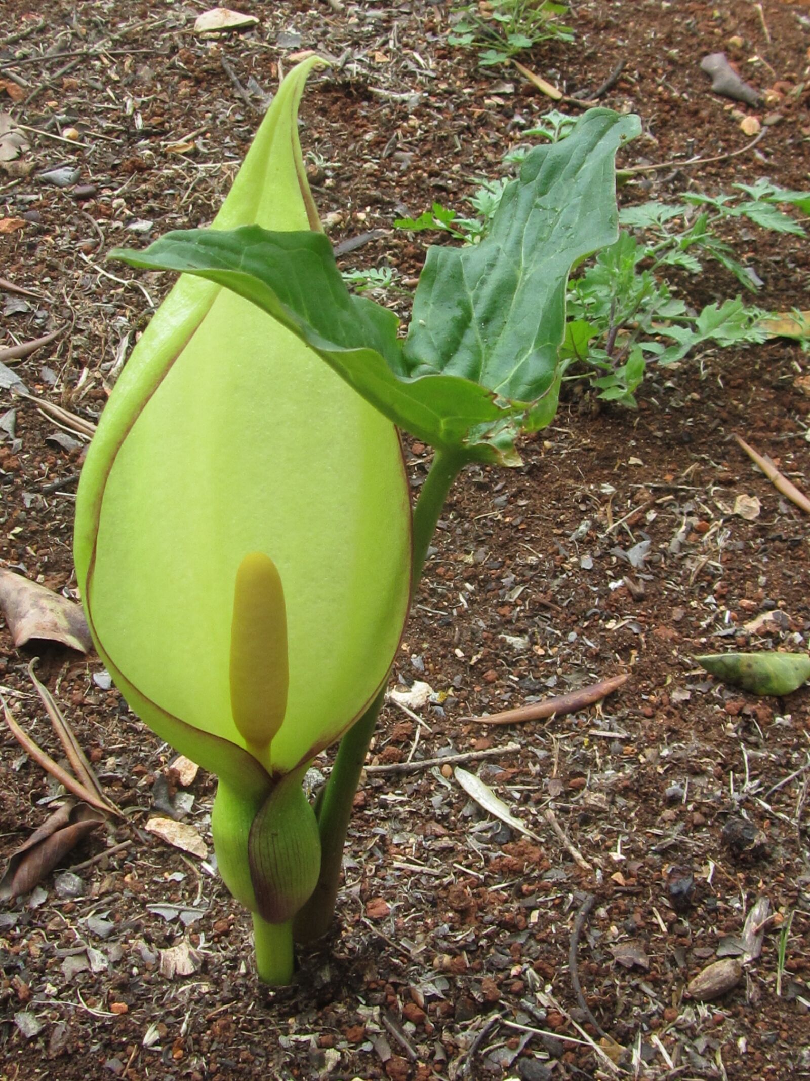 Canon PowerShot SX210 IS sample photo. Arum, lily, flower photography
