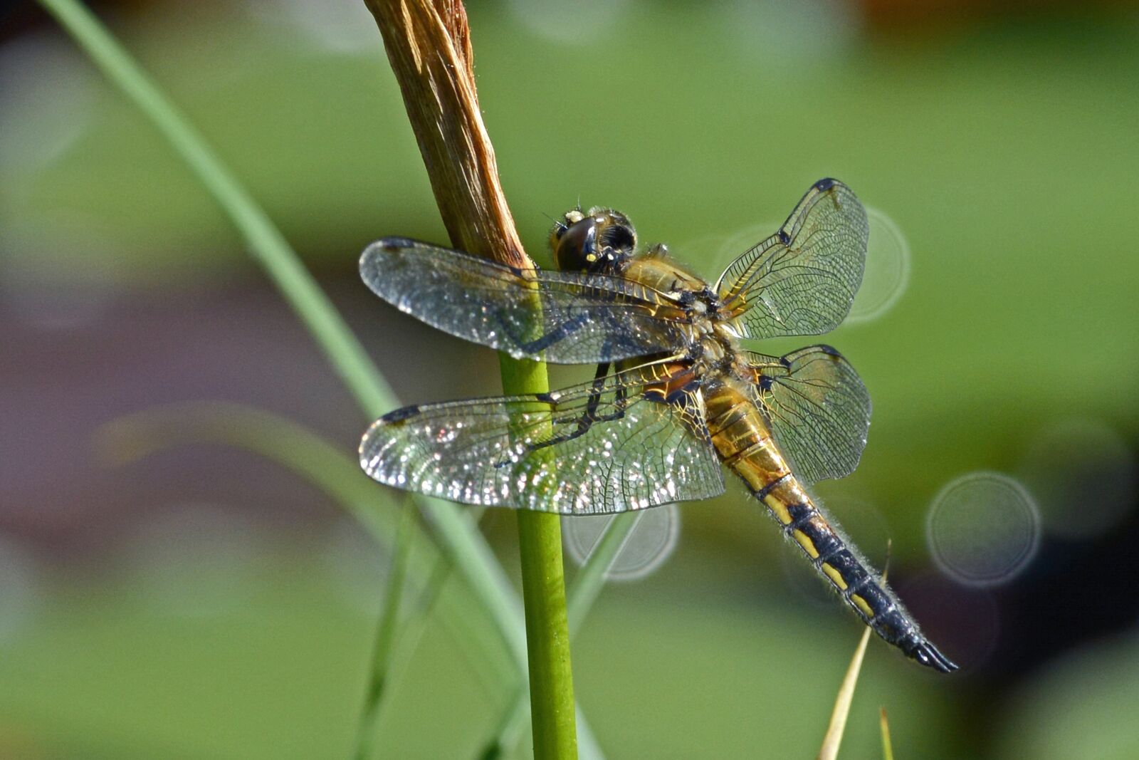 Nikon D7100 sample photo. Dragonfly, wing, insect photography
