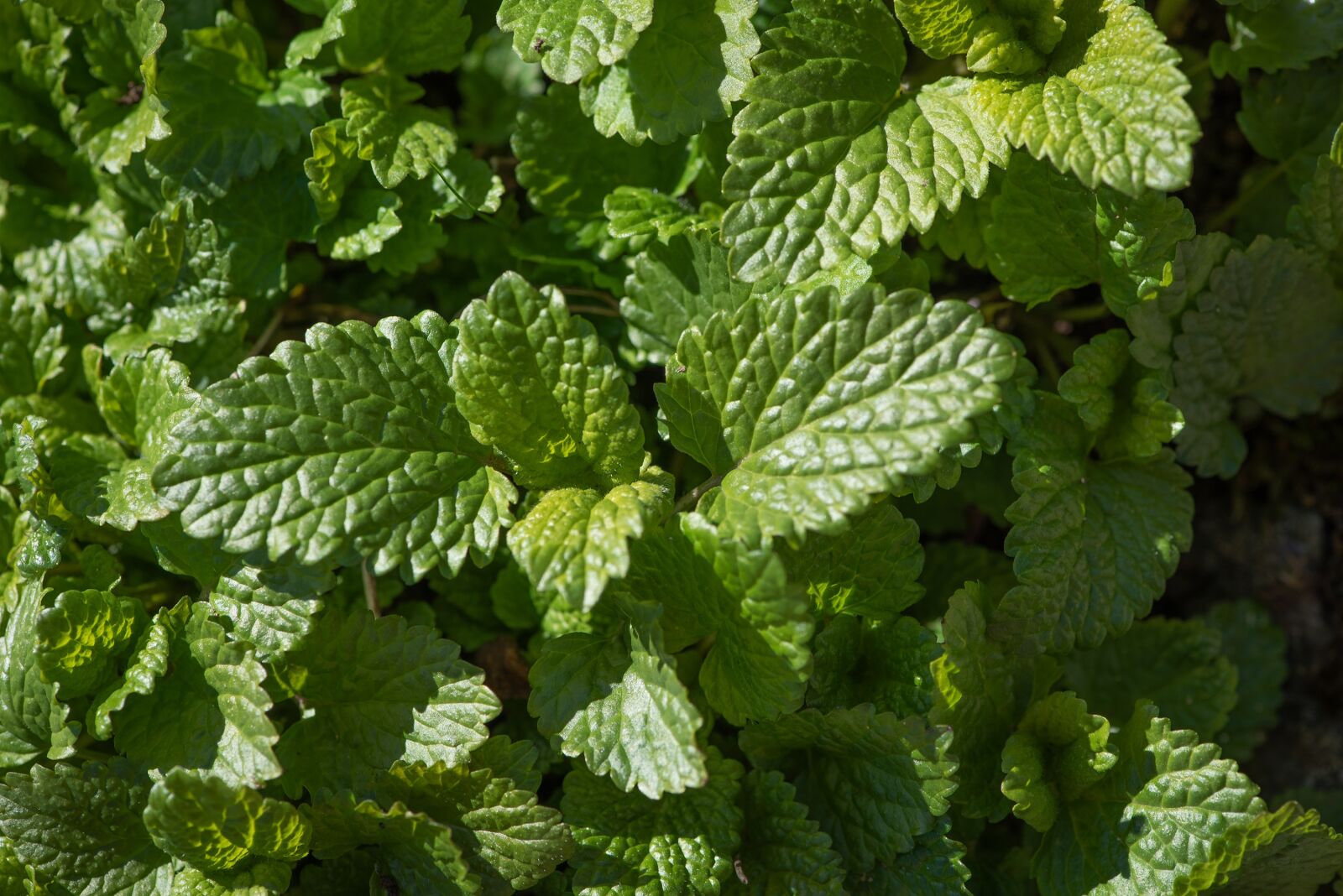 Nikon D750 sample photo. Mint, leaves, green photography