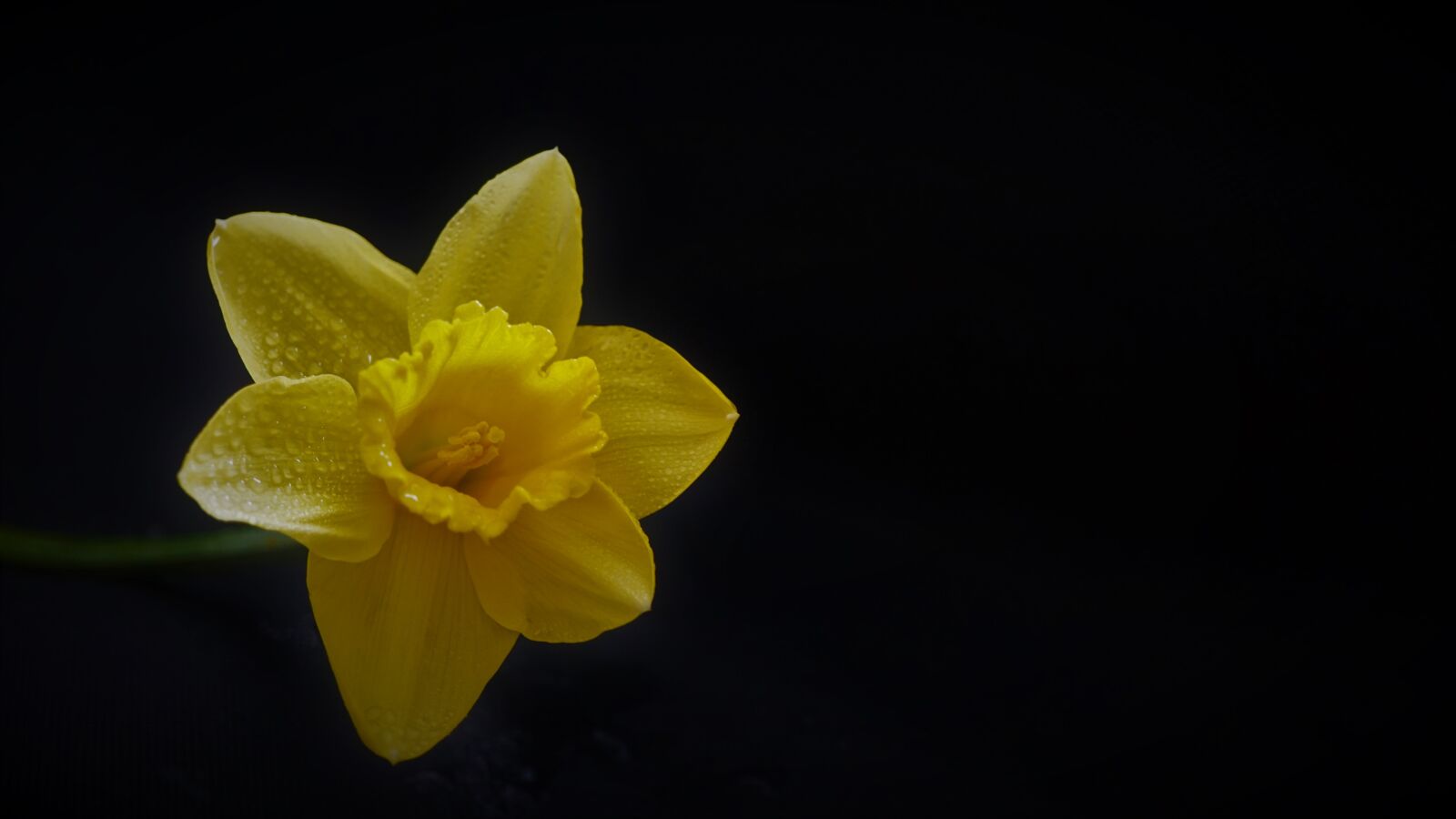 Sony a6000 sample photo. Flower, yellow, spring photography