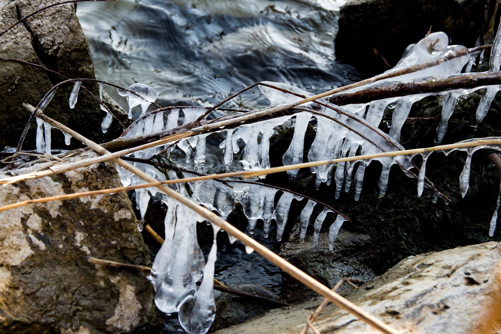 Canon EOS 80D sample photo. Ice, winter, shrubs photography