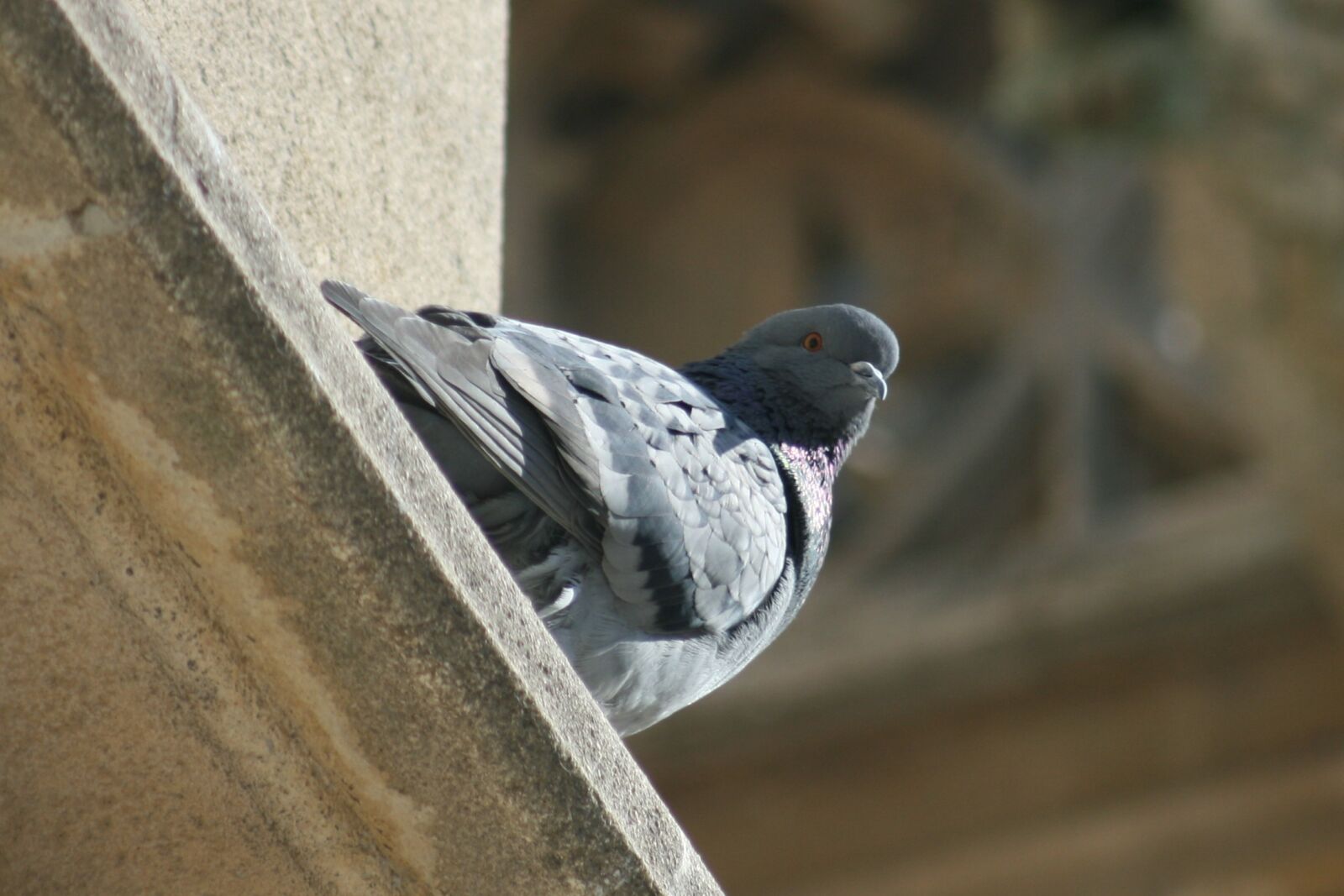 Canon EOS 400D (EOS Digital Rebel XTi / EOS Kiss Digital X) sample photo. Bird, nature, pigeon photography