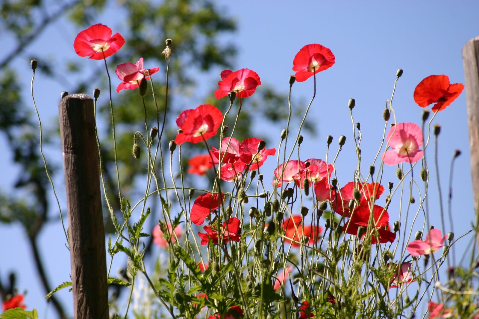 Canon EOS 300D (EOS Digital Rebel / EOS Kiss Digital) sample photo. Poppy, flower, nature photography