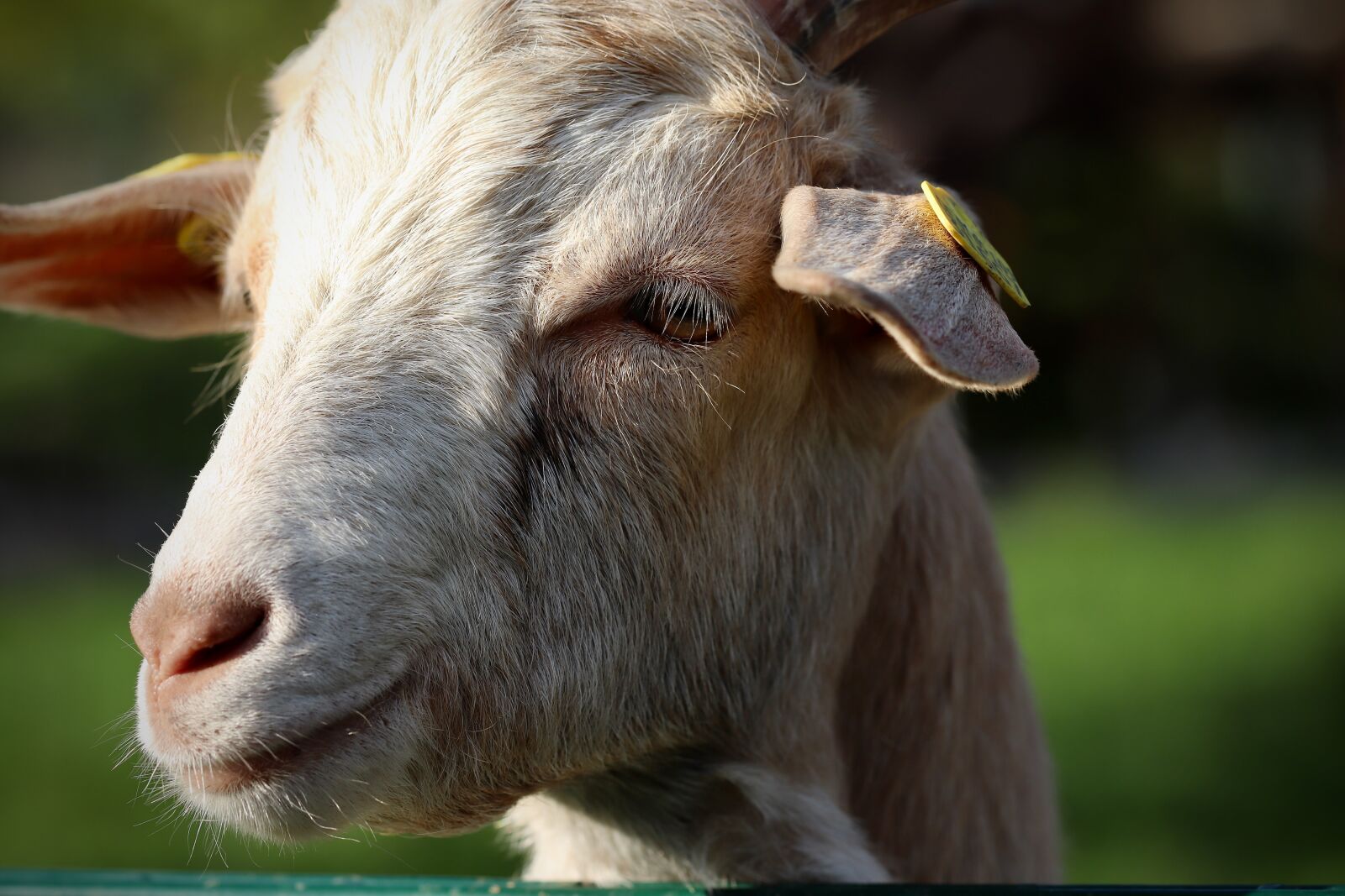 Canon EOS 800D (EOS Rebel T7i / EOS Kiss X9i) sample photo. Goat, kid, animal world photography