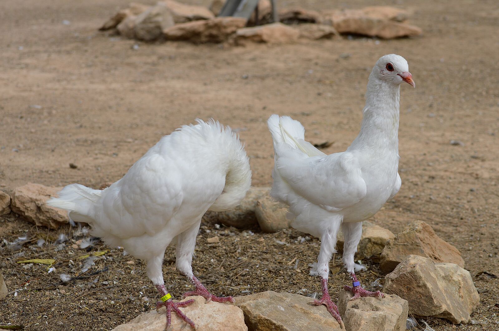 Nikon D3200 sample photo. Pigeons maltese, pigeons, white photography