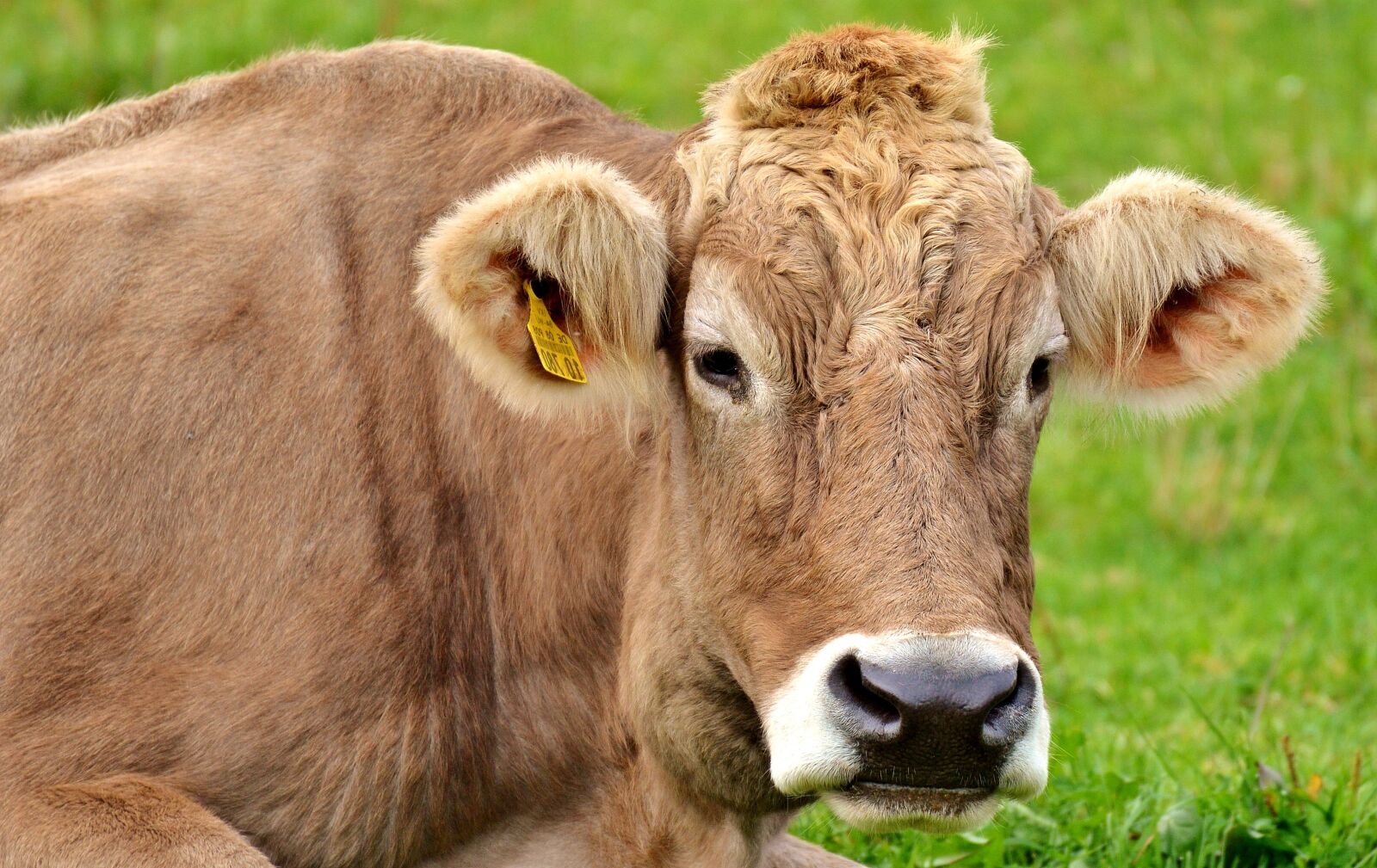 Nikon D3200 sample photo. Cow, allgäu, cows photography