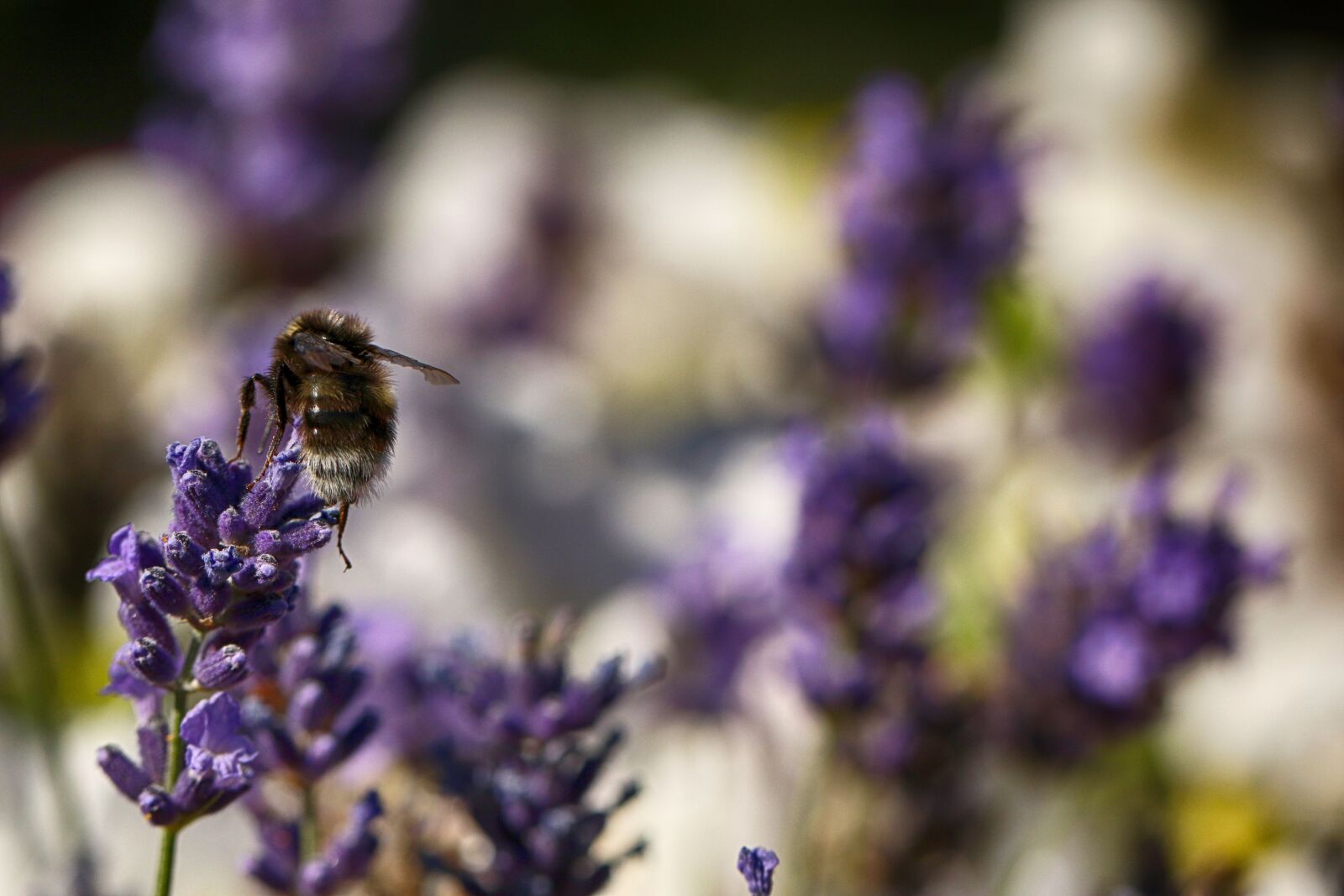 Canon EOS 7D Mark II sample photo. Bumblebee, insect, macro photography