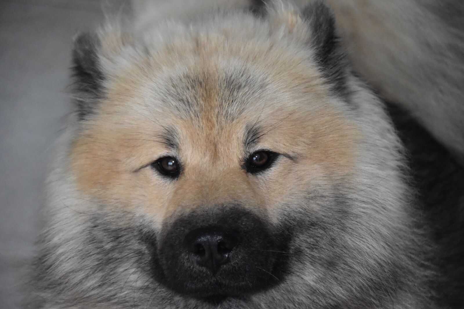 Nikon D5600 sample photo. Dog, dog eurasier, dog photography