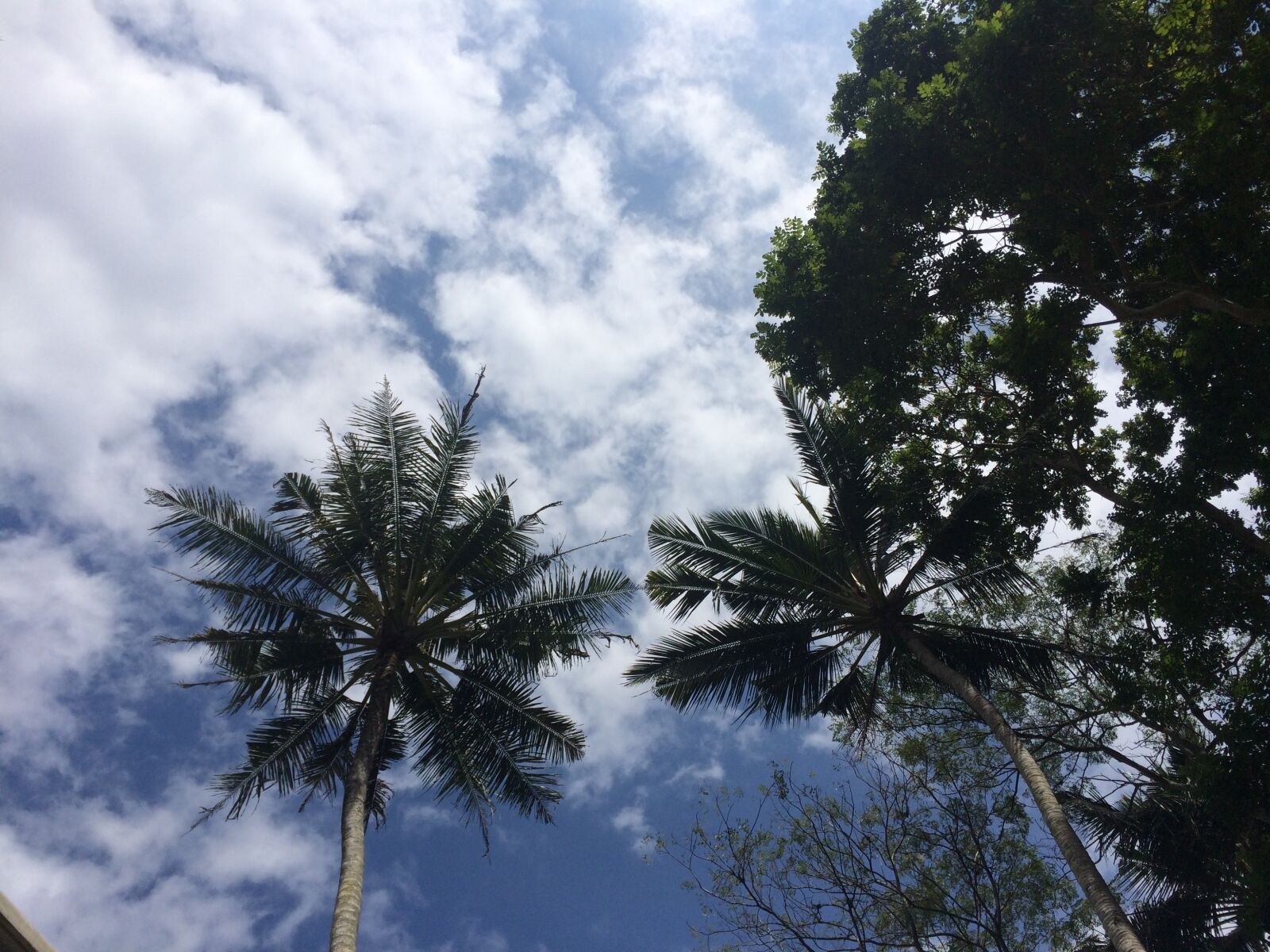 iPhone 5s back camera 4.15mm f/2.2 sample photo. Bali, sky, palm trees photography