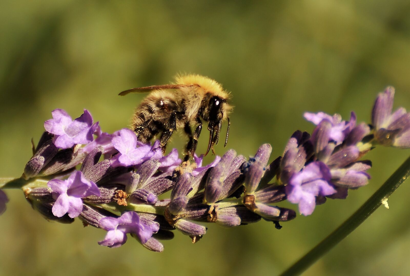 Nikon D500 sample photo. Wild bee, macro, nature photography