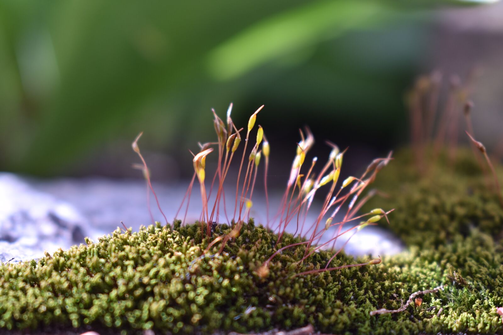 Nikon D3400 sample photo. Moss, green, nature photography