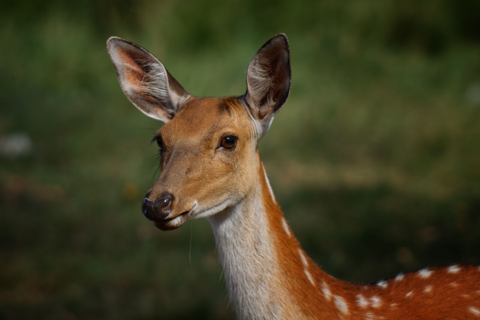 Canon EOS 500D (EOS Rebel T1i / EOS Kiss X3) sample photo. Nature, deer, portrait photography