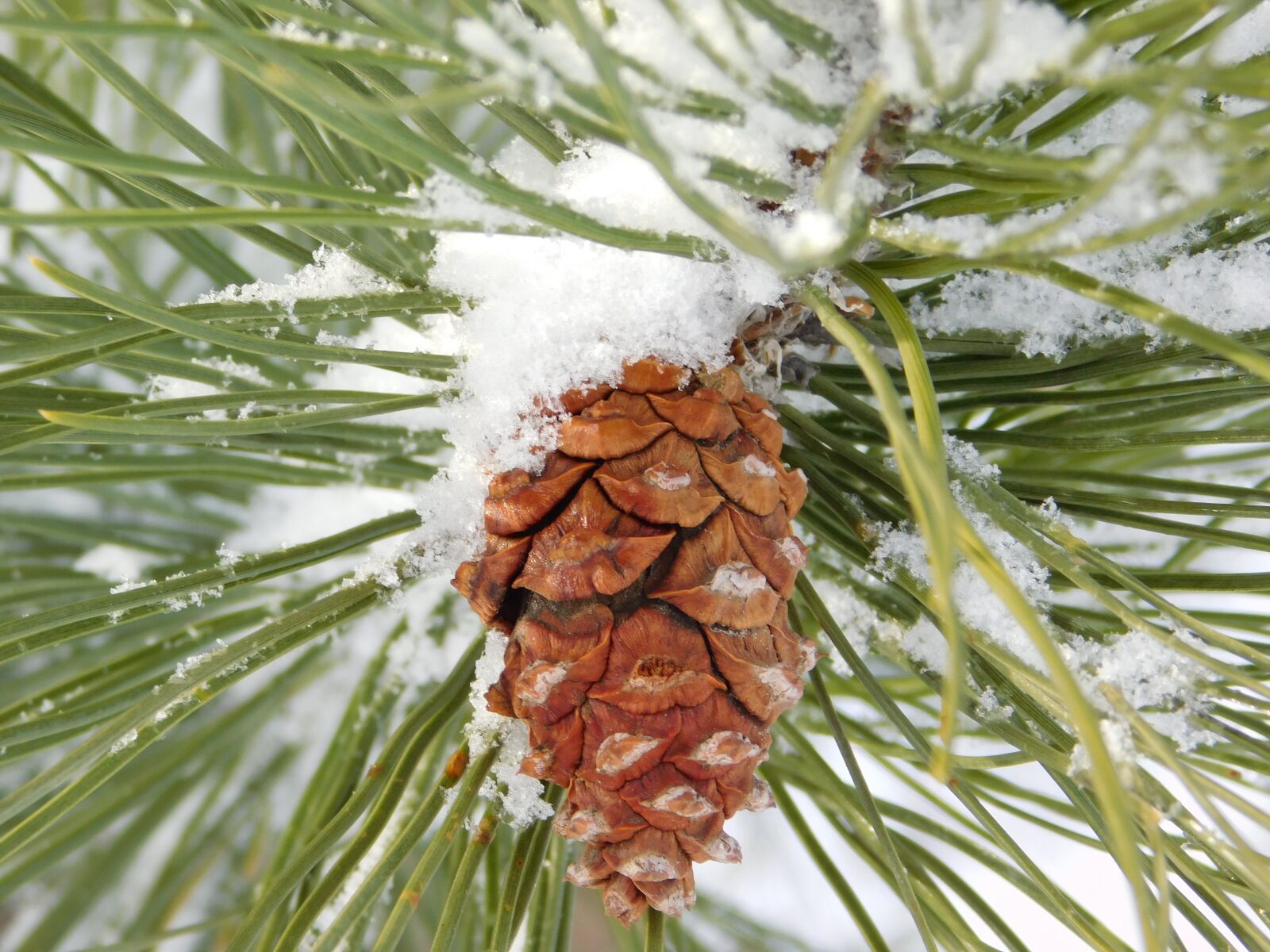 Nikon Coolpix L840 sample photo. Pine cone, pine needle photography