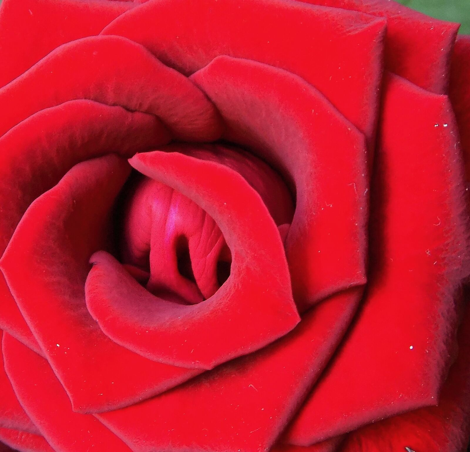 Nikon COOLPIX L340 sample photo. Red rose, close up photography