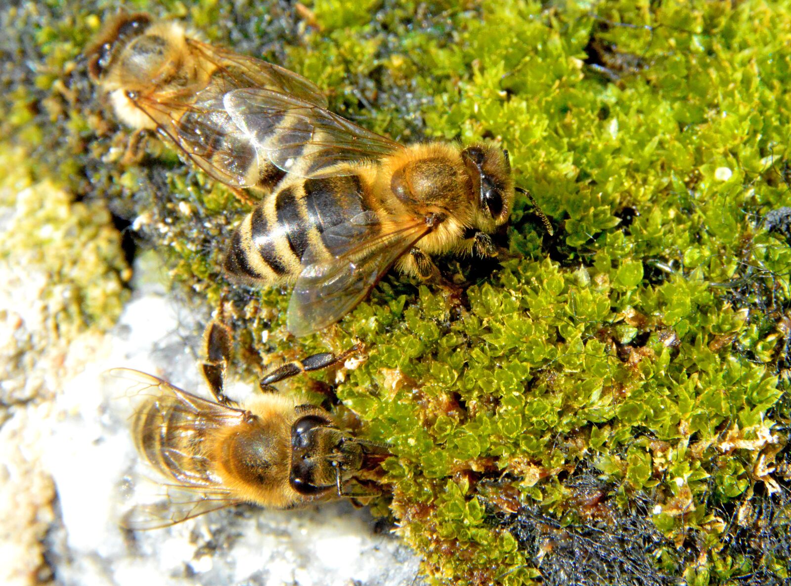 Nikon D3200 sample photo. Bienen, biene, bee photography
